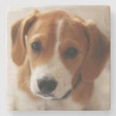 Search for beagle coasters Puppy