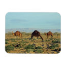 Search for camels magnets Tunisia