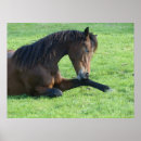 Search for laying posters Equestrian