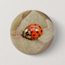 Search for ladybug badges Nature