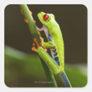 Search for red eyed tree frog stickers Wildlife