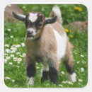 Search for baby goat stickers Animal