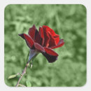 Search for rose design stickers Beautiful