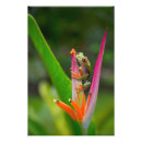 Search for green tree frog posters Wildlife