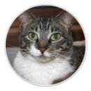 Search for looking photography Cat