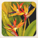 Search for birds coasters Tropical