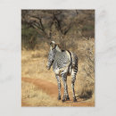 Search for wildlife reserve postcards Kenya