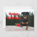 Search for rottie birthday cards Pet