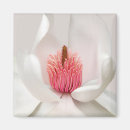 Search for magnolia magnets Plant