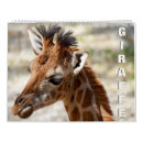 Search for cute animal calendars Giraffe