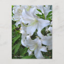 Search for lilium postcards Flower