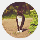 Search for cute white cat stickers Black and white