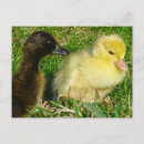 Search for ducklings postcards Muscovy