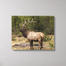 Search for yellowstone national park canvas prints Wyoming