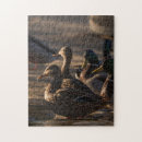 Search for mallard duck puzzles Animal