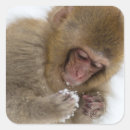 Search for snow monkey stickers Outdoors