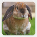 Search for cute brown bunny stickers Animal