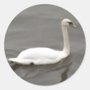 Search for glide stickers Bird