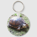 Search for box turtle accessories Cute