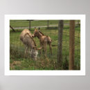 Search for donkey posters Photograph