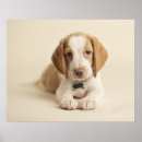Search for beagle puppy posters Photography