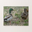 Search for mallard duck puzzles Ducks