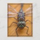 Search for flying bugs postcards Dragonfly