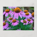 Search for coneflowers postcards Pink