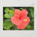 Search for hibiscus postcards Red