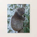 Search for koala puzzles Cuddly