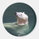 Search for polar bear magnets Cub