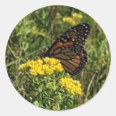 Search for beautiful butterflies stickers Unique