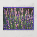 Search for scent postcards Lavender