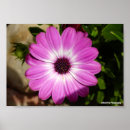 Search for osteospermum posters Daisies