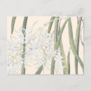 Search for vintage orchid postcards Flower
