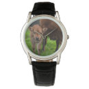 Search for dairy watches Livestock