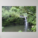 Search for rain forest photography Tropical