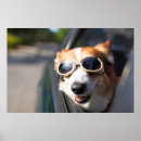Search for baby animal posters Cute
