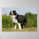 Search for pam posters Collie border