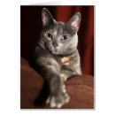 Search for missing you photography Kitty