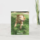 Search for precious cards Dog
