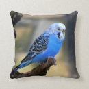 Search for budgie cushions Budgerigar
