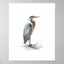Search for great blue heron posters Watercolor