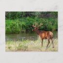 Search for bull elk postcards Superstock