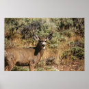 Search for wildlife photography posters Nature