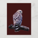 Search for hooked postcards Bird