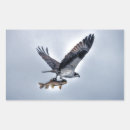 Search for eagle images stickers Raptors