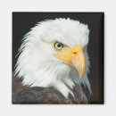 Search for predators magnets Bird