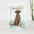 Search for chocolate lab birthday cards Labrador retriever