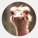 Search for looking at you stickers Animal